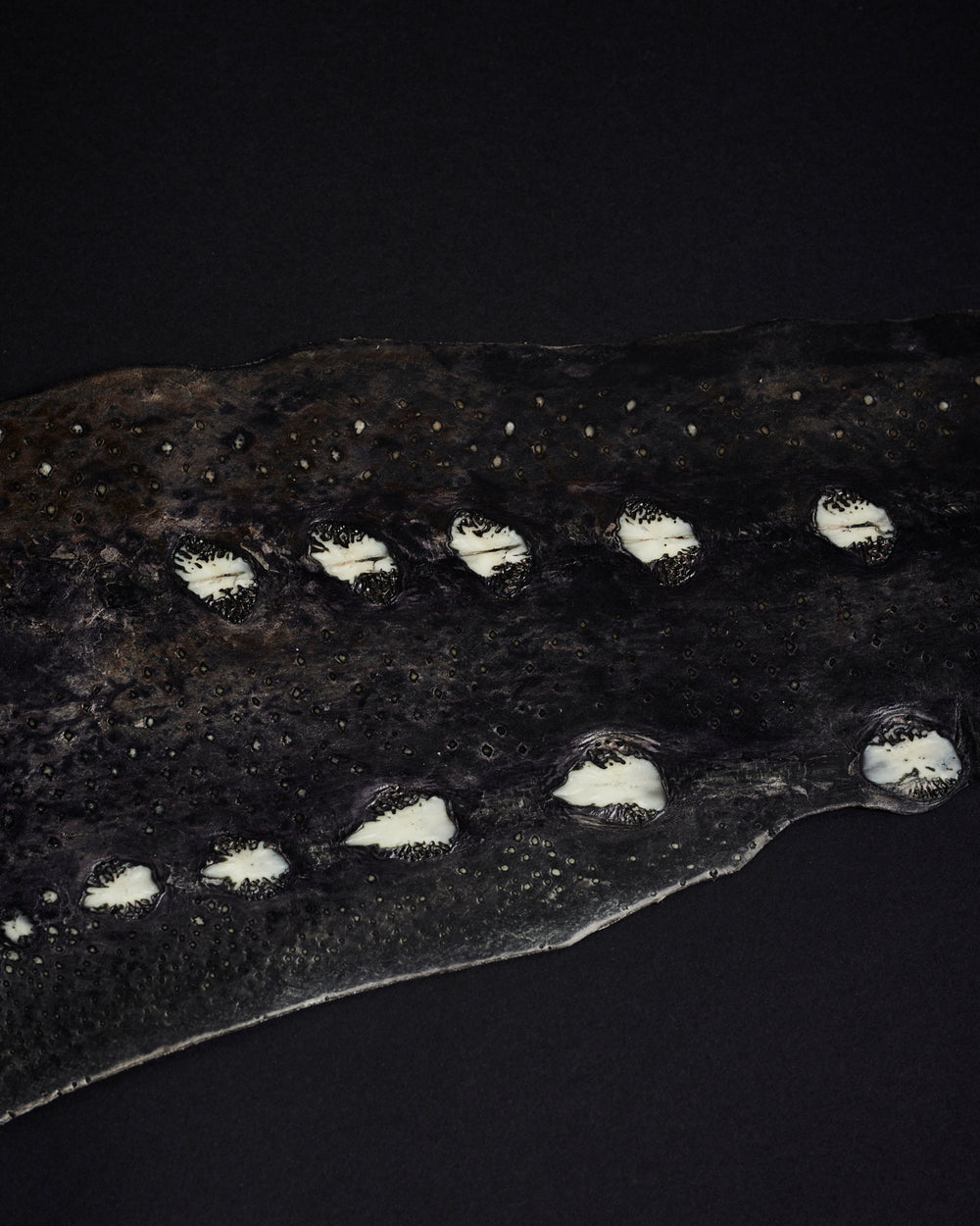 Sturgeon Leather